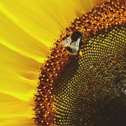 Close-up of yellow flower