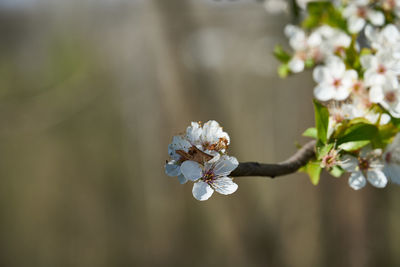 Close-up of white cherry blossom