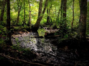 Trees in forest