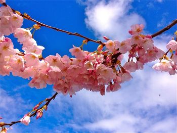 Low angle view of cherry blossom tree