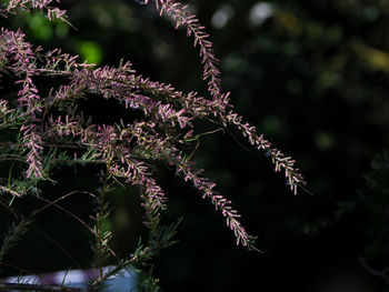 Close-up of flowering plant