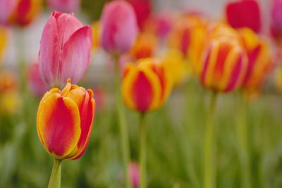 Close-up of red tulips on field