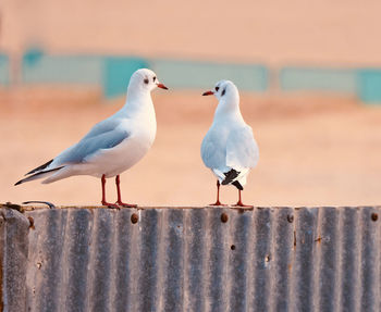 Seagull perching on retaining wall by sea