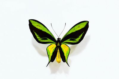 Close-up of butterfly on leaf over white background