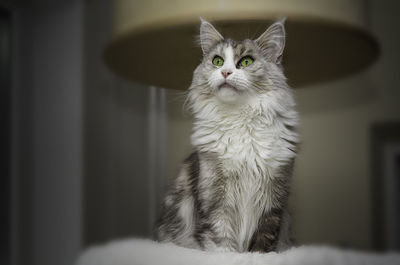 Portrait of a cat looking away