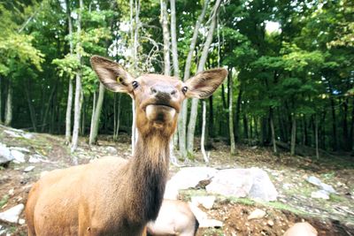 Wild animal safari at omega park in canada