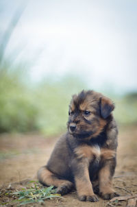 Dog sitting on a field