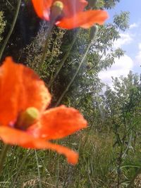 Close-up of plant growing on tree