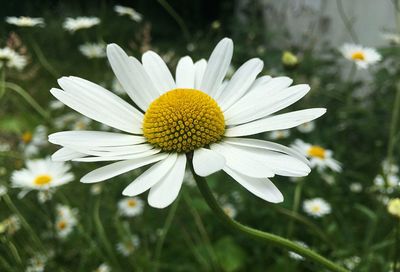 Close-up of white flower blooming outdoors