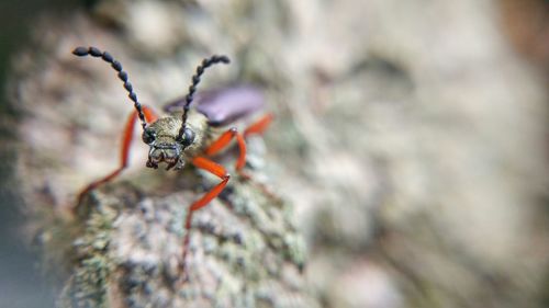 Close-up of bug