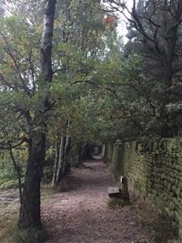 Trees in park