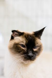 Close-up portrait of a cat