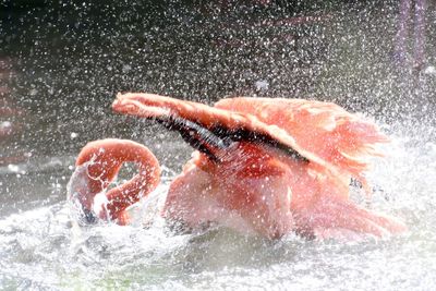 Man splashing water