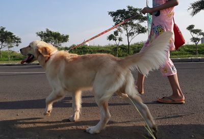 Dog standing outdoors