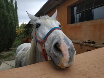 Horse in a farm