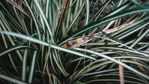 High angle view of snail on grass