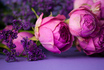 Close-up of pink rose flower