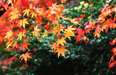 Close-up of maple leaves on tree