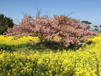 Flowers blooming in field