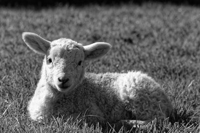 Portrait of an animal on field