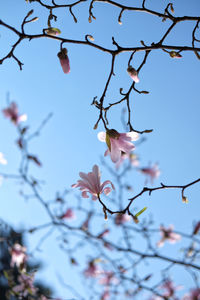 Close-up of magnolia blossoms in spring