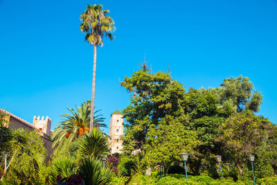 Low angle view of palm trees against blue sky