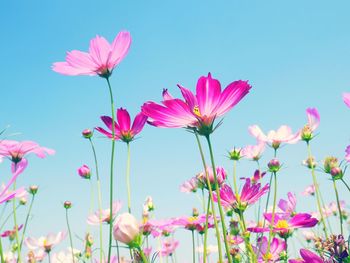 Close-up of pink cosmos flowers against sky