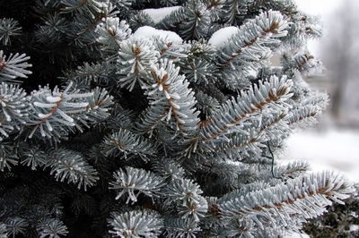 Close-up of frozen plants