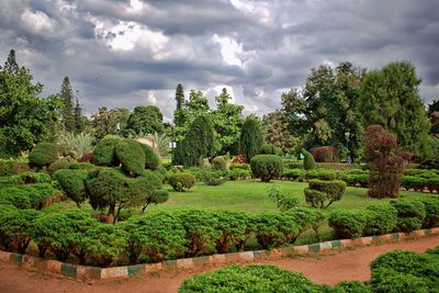 Trees on field against sky