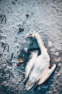 High angle view of fish in snow