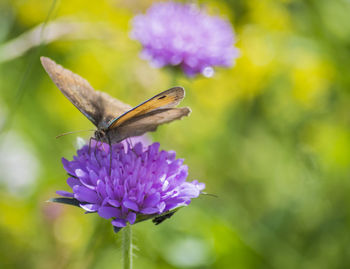 Close-up of insect on purple flower