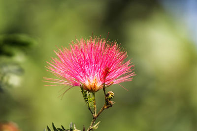 Close-up of pink thistle flower