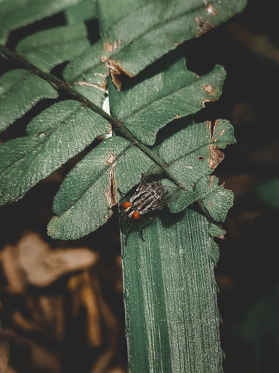 CLOSE-UP OF GRASSHOPPER ON LEAF