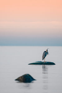 Bird perching on sea