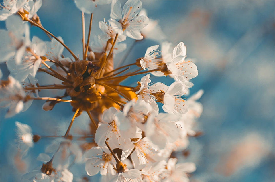 CLOSE-UP OF FRESH FLOWERS BLOOMING IN TREE