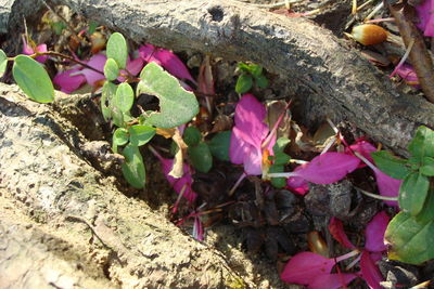 Close-up of pink flowers