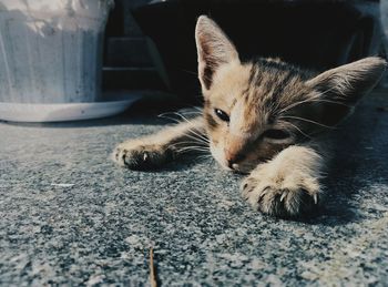 Close-up of kitten