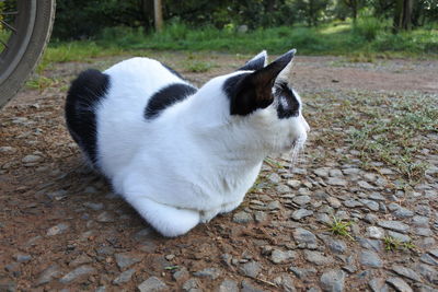 Cat looking away on field