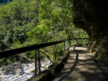Footpath amidst trees in forest