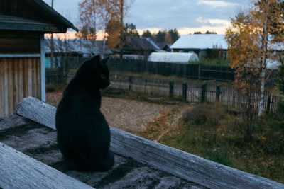 Black cat looking away in a house