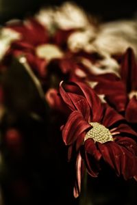 Close-up of red flowering plant