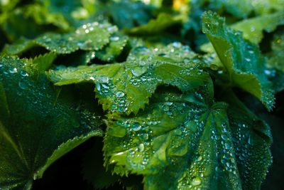 Close-up of raindrops on leaves