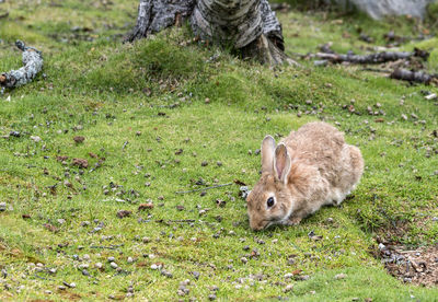 Rabbit on grassy field