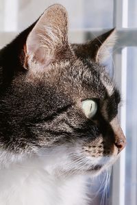 Tabby cat looking out the window