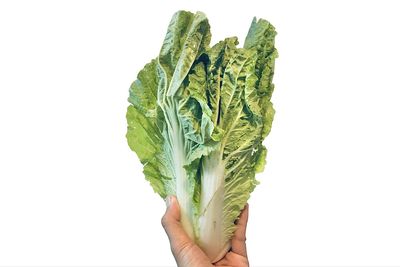 Close-up of hand holding leaf over white background