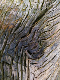 Full frame shot of tree trunk