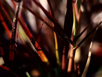 Close-up of water drops on plant