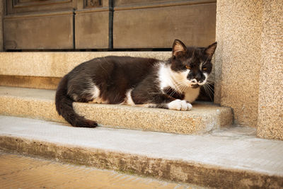 Portrait of cat resting on staircase