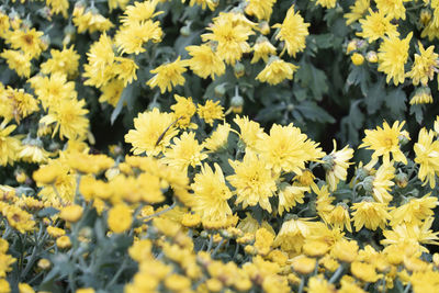 Close-up of yellow flowering plants