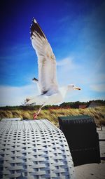 Seagull flying against sky